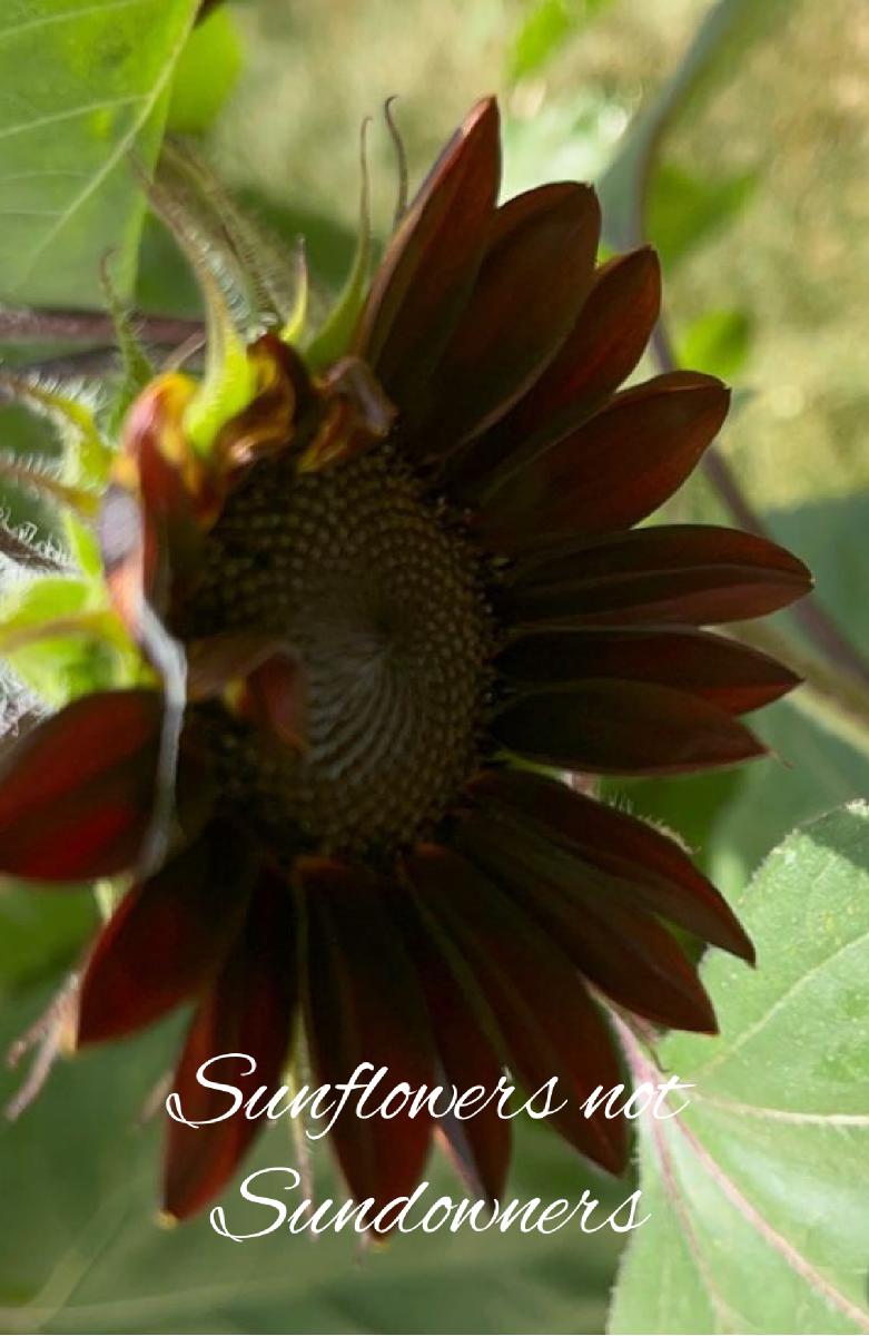 Sunflowers Notebook #5 2023