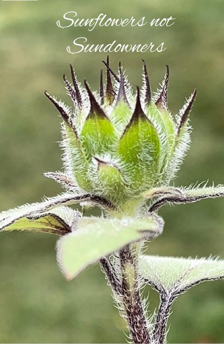 Sunflower Notebook 19