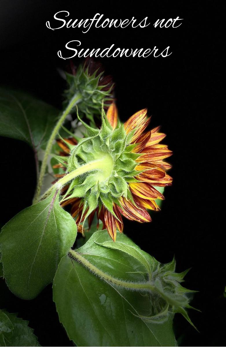 #2 Sunflower Notebook