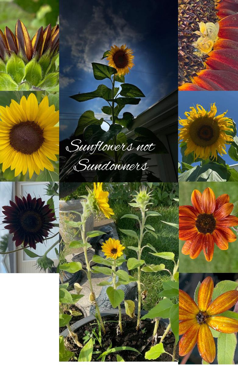 Sunflower Notebook 17