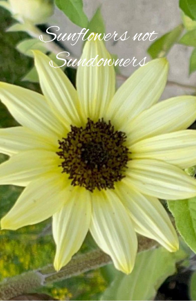 Sunflower Notebook 11 2023