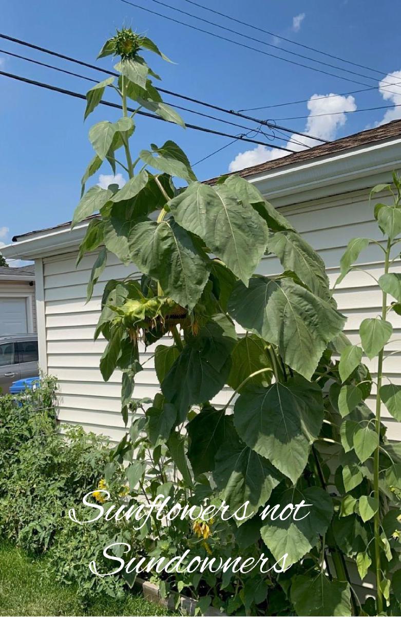 Sunflowers Notebook 9
