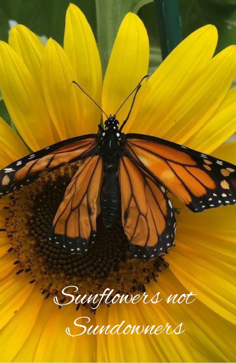 Sunflower notebook 16