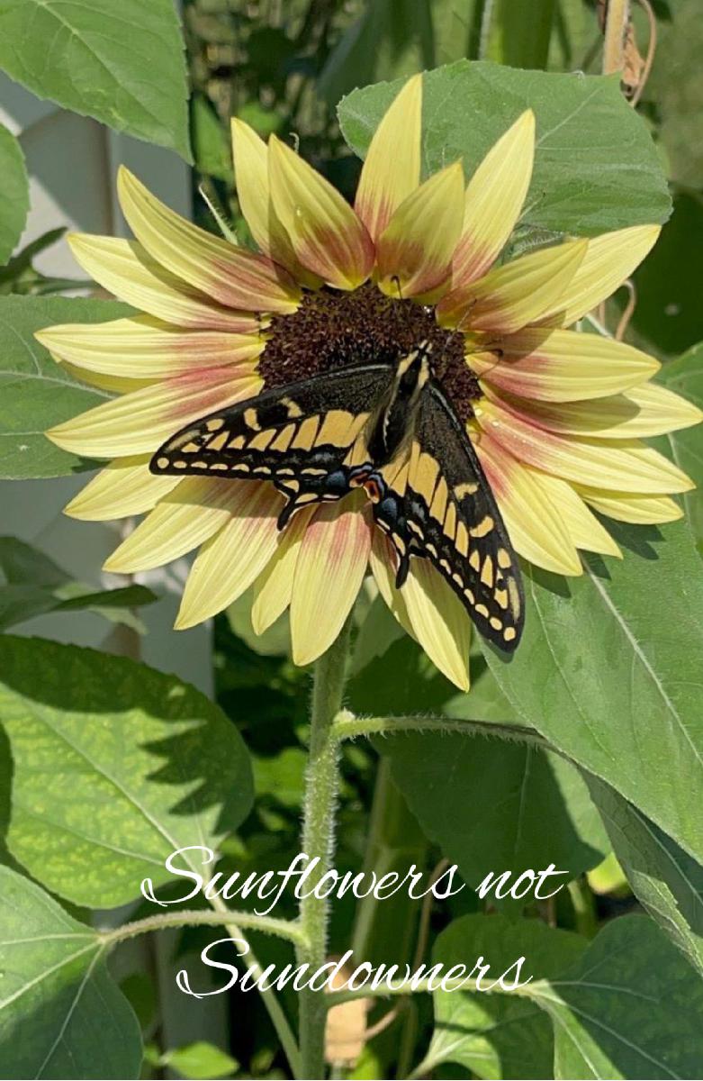 Sunflower Notebook 8