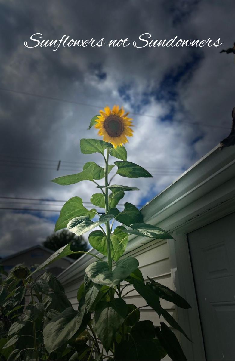 Sunflower Notebook #1