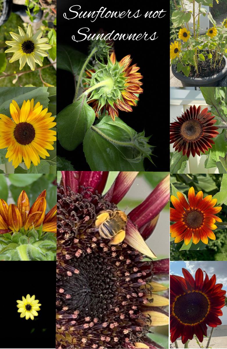 Sunflower Notebook 20