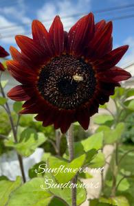 Sunflowers Notebook 14