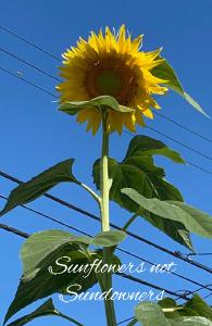 Sunflowers Notebook 14