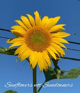 2023 CD Size Sunflower Calendar
