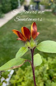 Sunflowers Notebook 12