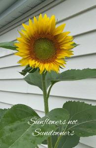 2023 Sunflowers Notebook 11