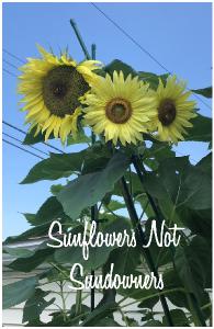 Sunflowers Not Sundowners NB7