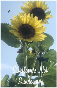 Sunflowers Not Sundowners