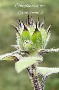 Sunflower Notebook 19