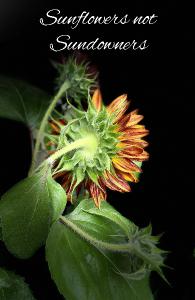 #2 Sunflower Notebook