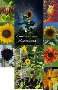 Sunflower Notebook 17