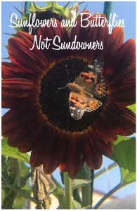 Sunflowers and Butterflies Not Sundowners NB2