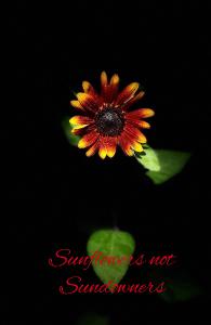 Sunflowers Notebook 15