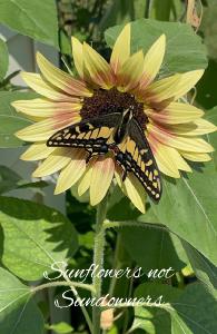 Sunflower Notebook 8