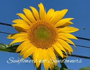 2023 Sunflower Wall Calendar