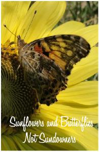 Sunflowers and Butterflies Not Sundowners