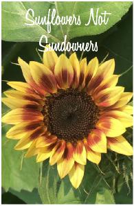 Sunflowers Not Sundowners NB6