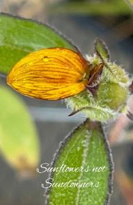 Sunflowers Notebook 18