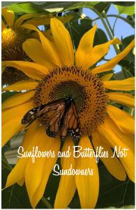 Sunflowers and Butterflies Not Sundowners NB1