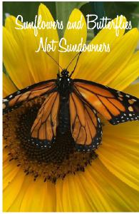 Sunflowers and Butterflies Not Sundowners