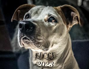 Lilly's 2023 Calender