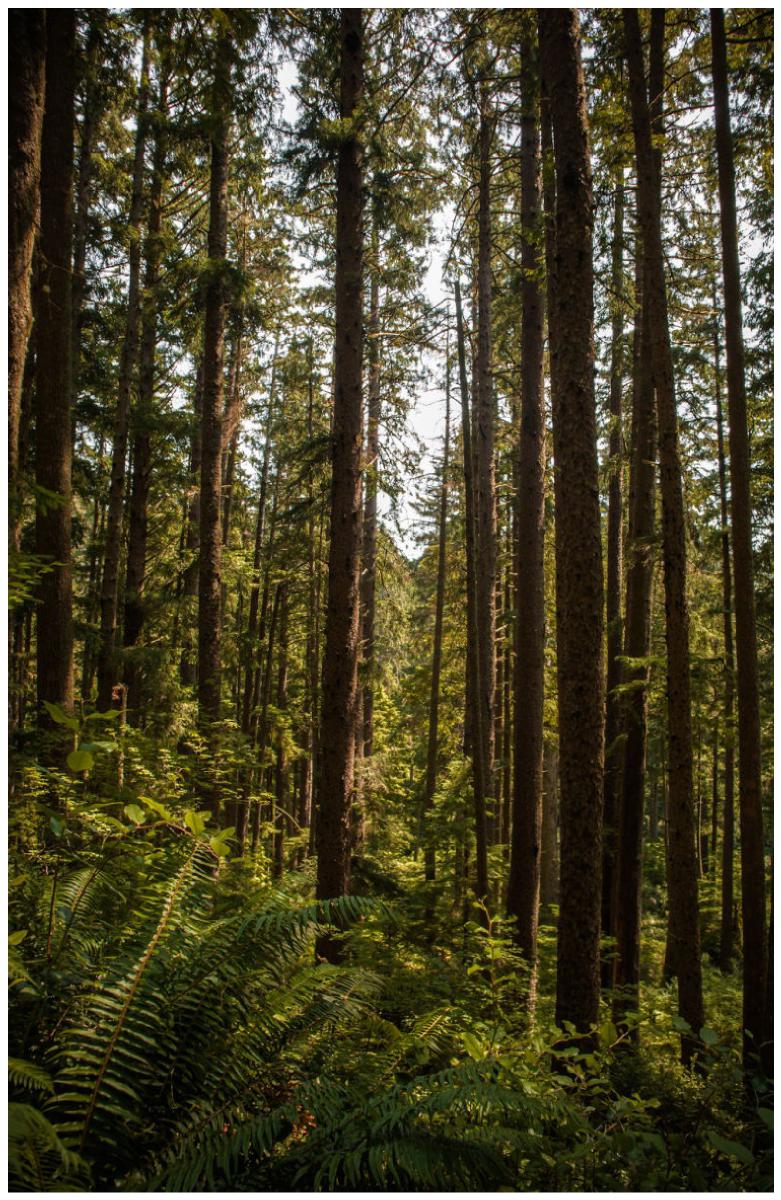 Forest Notebook