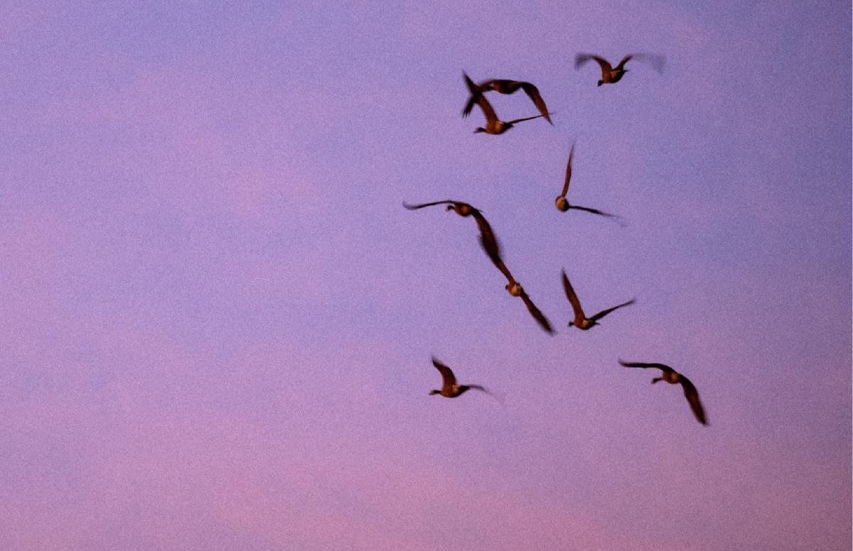 Birds at Sunrise