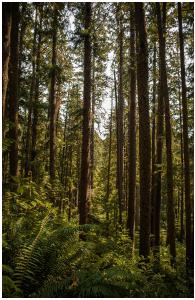 Forest Notebook