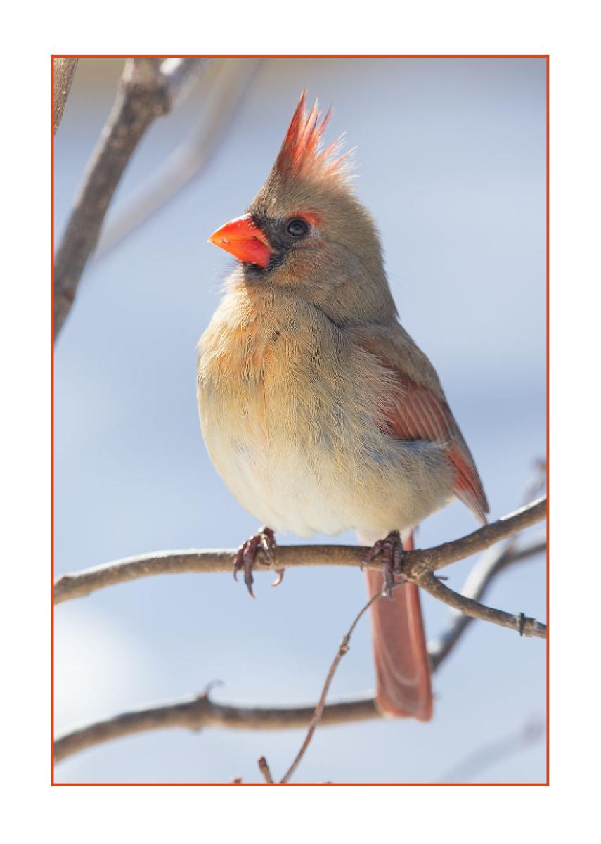 5x7 Card - Female Cardinal