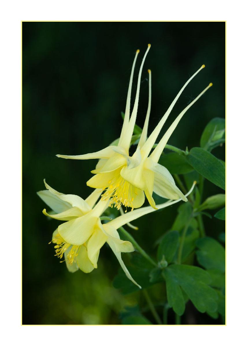 5x7 Notecard -Columbines