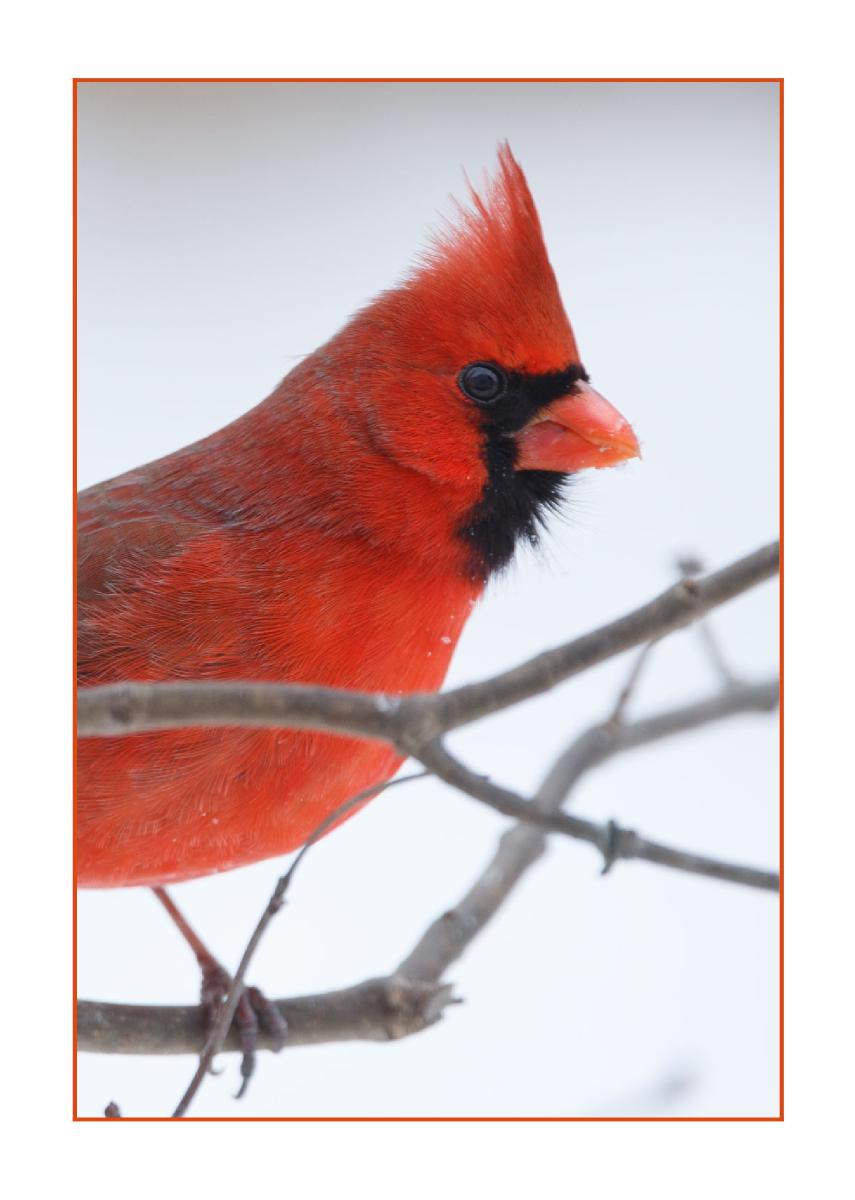 5x7 Card - Male Cardinal