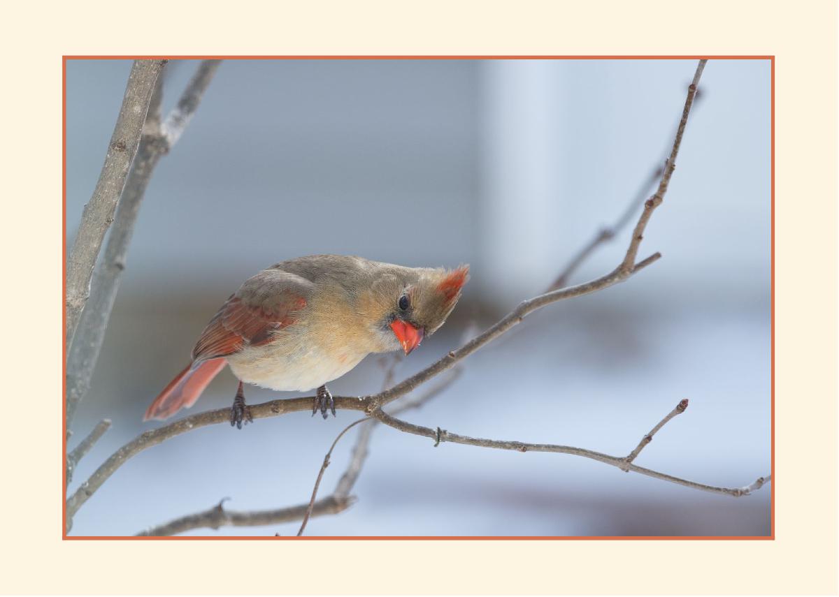 5x7 Blank Notecard - Female Cardinal