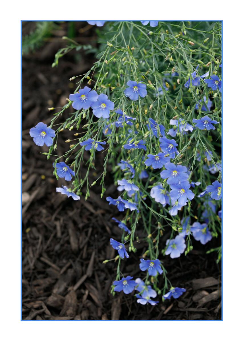 5x7 Notecard - Blue Flax