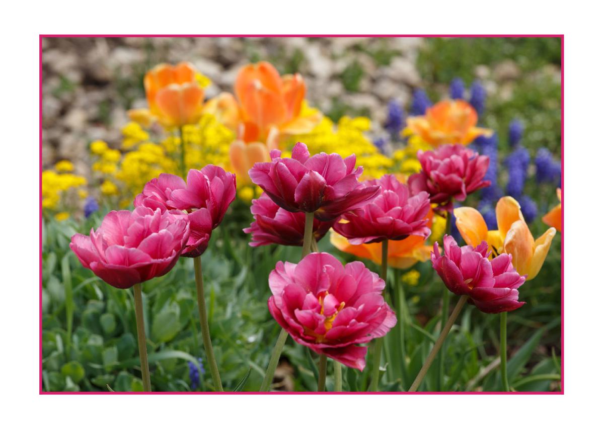 5x7 Card Spring Tulips