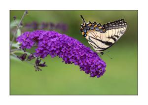 5x7 Notecard - Swallowtail Butterfly