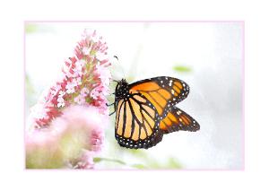 Monarch Watercolor Card 5x7