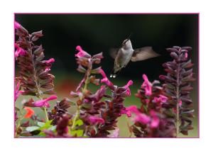 Happy Birthday Hummingbird Folded Card
