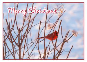 Merry Christmas Cardinal 5x7 Card