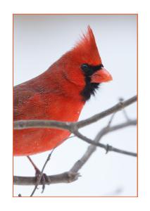 5x7 Card - Male Cardinal