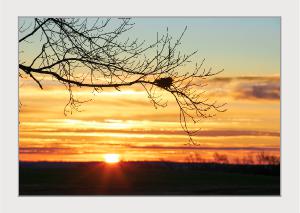 5x7 Notecard -Nest at Sunrise