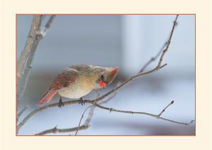 5x7 Blank Notecard - Female Cardinal