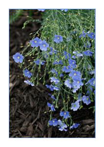 5x7 Notecard - Blue Flax