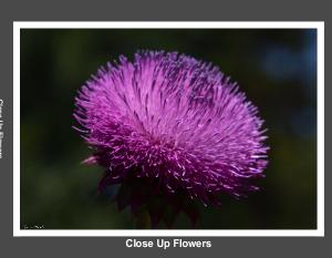 Flowers Close Up Photobook