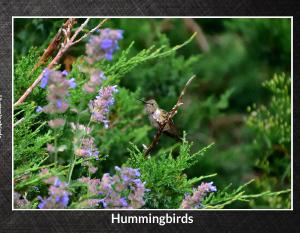 Hummingbird Photobook