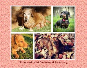 PLDS 2022 Doxies in the Sun Fundraising Calendar